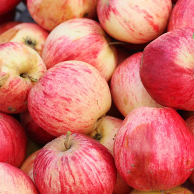 'Pink Delicious' Apple Tree Bare Root