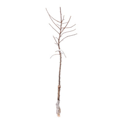 'Pink Delicious' Apple Tree Bare Root