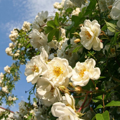 'Rambling Rector' Rambling Rose Bush, With Clusters Of Creamy Semi ...