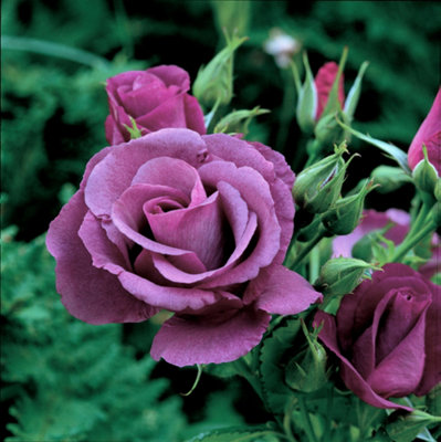 'Rhapsody in Blue' Fragrant Floribunda Rose Bush Of The Year, Fantastic ...