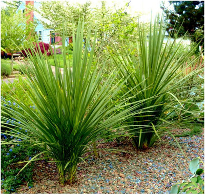 (x2) Cordyline 'Australis' Cabbage Palm Tree Evergreen Garden Plants (9cm Pots)