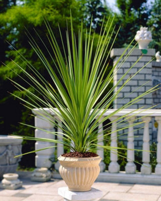 (x2) Cordyline 'Australis' Cabbage Palm Tree Evergreen Garden Plants (9cm Pots)