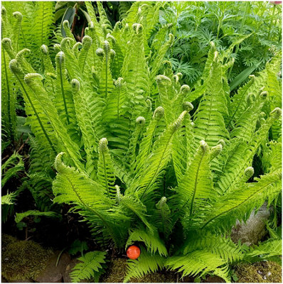 x2-shuttlecock-fern-matteuccia-struthiopteris-deciduous-garden