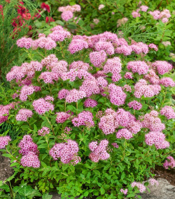 (x2) Spiraea Japonica 'Little Princess' Deciduous Garden Shrubs (9cm Pots)
