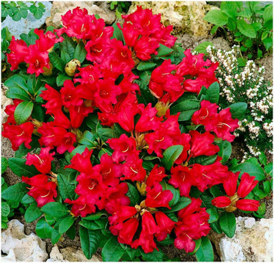 (x3) Dwarf Rhododendron Japonica 'Bengal' Evergreen Garden Shrubs (9cm ...