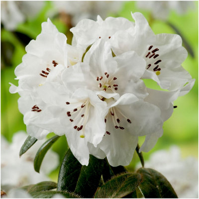 (x3) Dwarf Rhododendron Japonica 'Snow Lady' Evergreen Garden Shrubs ...