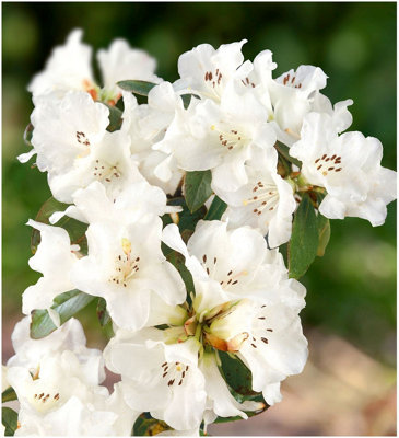 x3) Dwarf Rhododendron Japonica 'Snow Lady' Evergreen Garden Shrubs (9cm  Pots)