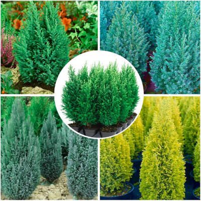 (x4) Dwarf Conifer Conical Collection Evergreen Garden Shrubs (2 Litre ...