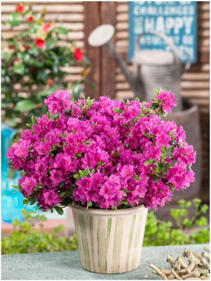 (x4) Dwarf Japanese Azalea Collection Deciduous Garden Shrubs (2 Litre Pots)