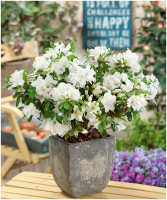 (x4) Dwarf Japanese Azalea Collection Deciduous Garden Shrubs (2 Litre Pots)