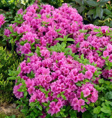 (x4) Dwarf Japanese Azalea Collection Deciduous Garden Shrubs (2 Litre Pots)