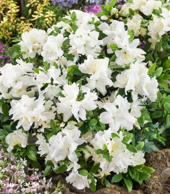 (x4) Dwarf Japanese Azalea Collection Deciduous Garden Shrubs (2 Litre Pots)