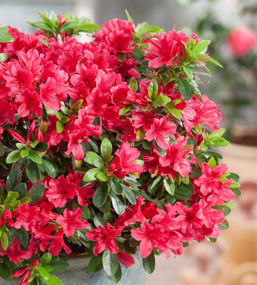 (x4) Dwarf Japanese Azalea Collection Deciduous Garden Shrubs (2 Litre Pots)