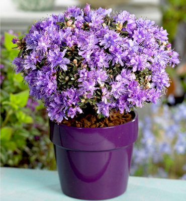 (x4) Dwarf Rhododendron Collection Evergreen Garden Shrubs (2 Litre Pots)