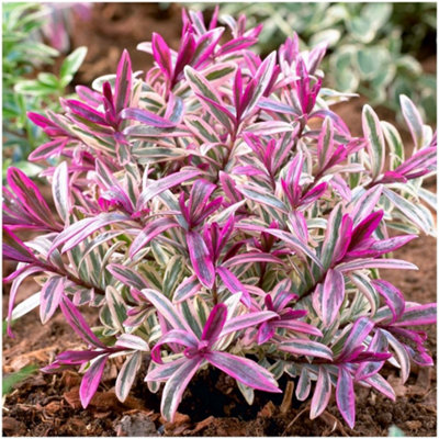 (x4) Hebe Collection Evergreen Garden Shrubs (9cm Pots)