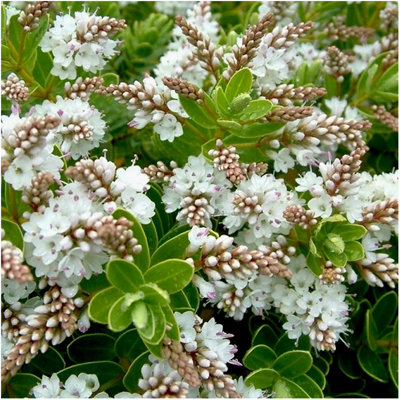 (x4) Hebe Collection Evergreen Garden Shrubs (9cm Pots)
