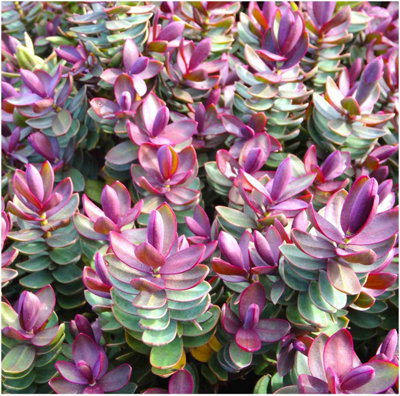 (x4) Hebe Collection Evergreen Garden Shrubs (9cm Pots)