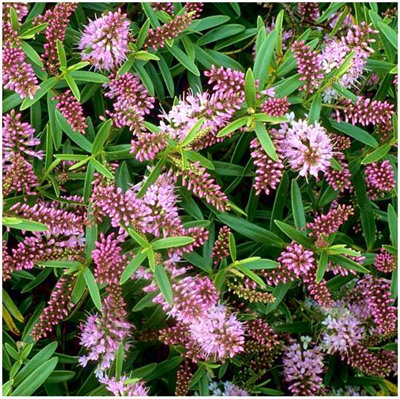 (x4) Hebe Collection Evergreen Garden Shrubs (9cm Pots)