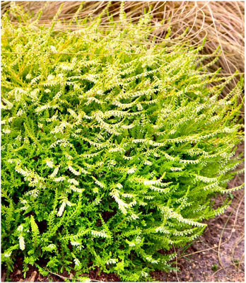 (x4) Scottish Heather Calluna Vulgaris 'Beoley Gold' Evergreen Garden ...