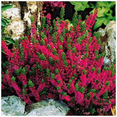 (x4) Scottish Heather Calluna Vulgaris 'Dark Beauty' Evergreen Garden Shrubs (9cm Pots)
