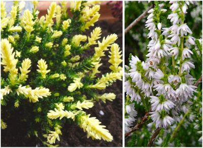 (x4) Scottish Heather Calluna Vulgaris 'Kirby White' Evergreen Garden ...