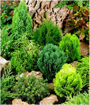 (x8) Dwarf Conifer Collection Evergreen Garden Shrubs (9cm Pots)