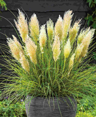 Image of Hayloft Cortaderia Selloana Tiny Pampa - Dwarf Pampas 1 X 9Cm Pot