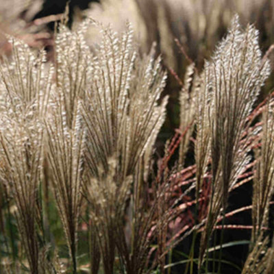 Image of Hayloft Miscanthus Sinensis Hermann Mussel - Stricking Variegated Foliage With Tall Feathery Plumes - Supplied In A 9Cm Pot