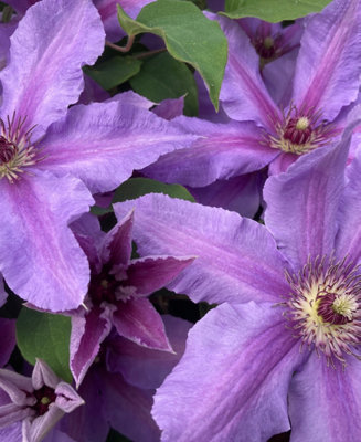 Image of Hayloft Clematis Tumaini - A Star Performer Clematis Supplied In A 7Cm Pot