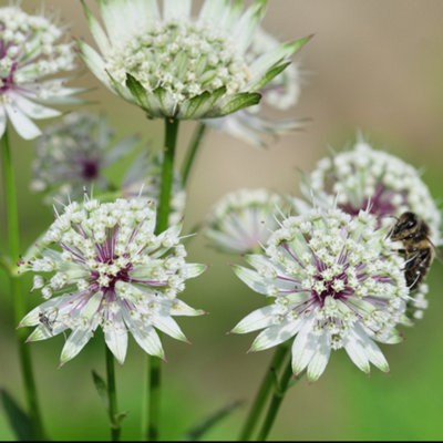 Image of Hayloft Astrantia Bavarica - Hatties Pincusion Set Of 3 In 9Cm Pots