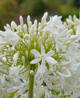 Image of Hayloft Agapanthus Everpanthus Ever White - Supplied In A 9Cm Pot