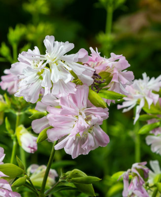 Image of Hayloft Saponaria Officinalis - Wildflower Soapwort Set Of 3 In 9Cm Pots