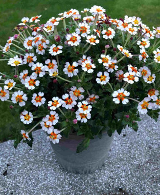 Image of Hayloft Zaluzianskya Ovata Orange Eye - 5X Young Plants - Night Scented Stock