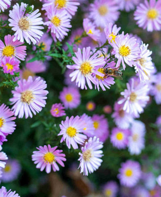 B&Q -  Aster (Symphyotrichum) Novi-Belgii Fellowship 1 X 9Cm Pot