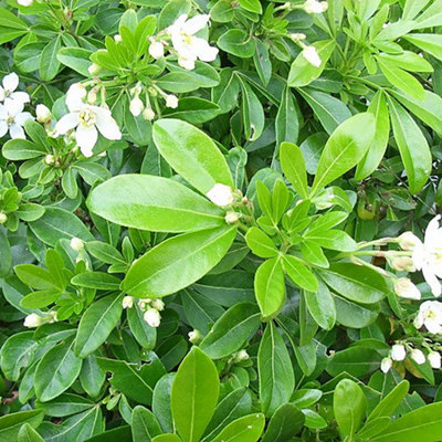 Choisya (Mexican orange blossom) with rounded leaves and dazzling white star-shaped flowers.