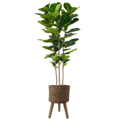 PegdevPdl 180Cm Premium Artificial Fiddle Fig Tree With Realistic Leaves And Woven Effect Composite Planter Indoor Faux Tree from B&Q