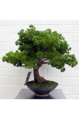 Dyzi 50Cm Artificial Luxury Pine Bonsai In Black Ceramic Planter from B&Q