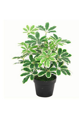 Dyzi Artificial Arboricola Evergreen Plant 55Cm Small Bush from B&Q