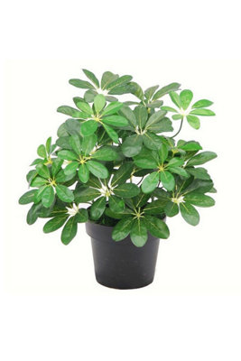 Dyzi Artificial Arboricola Evergreen Plant Small Bush 55Cm from B&Q