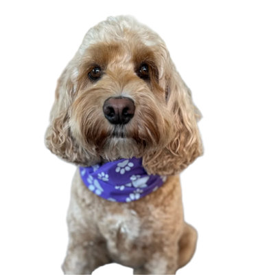 B&Q -  Reflective Purple Dog Bandana Snood High Visibility Safety For WalksCamping And Outdoor Adventures