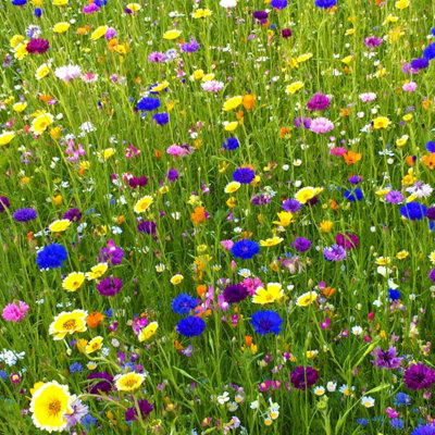 PegdevPdl 50G Heritage Wild Meadow Flower Seed MixAnnuals And Perennials For Bees And ButterfliesUk Native Origin from B&Q