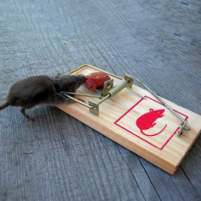 Living And Home Set Of 8 Mouse Trap Mice Traps Rodent Trap Rat Mouse Control from B&Q
