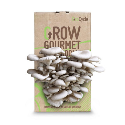 Grocycle Oyster Mushroom Growing Kit Grow Gardening Gifts For WomenMen & Kids Your Own Kits Fun To & Delicious To Eat from B&Q