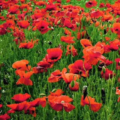 PegdevPdl 50G Red Poppy Wild Flower SeedsCommon SeedFlandersCornPapaver Rhoeas Seed For Stunning Summer Blooms from B&Q