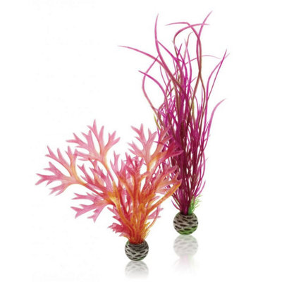 Oase Biorb Easy PlantMediumPack Of 2Red/pink from B&Q