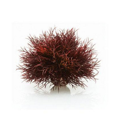Oase Biorb Sea LilyCrimsonAquarium Fish Tank Ornament from B&Q