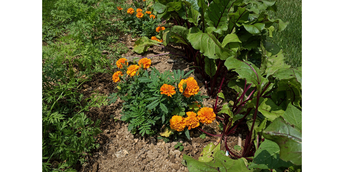 Perfect plant pairings Outdoor & Garden B&Q