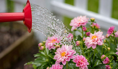 Using a watering can to water bright pink flowers in a flower bed.