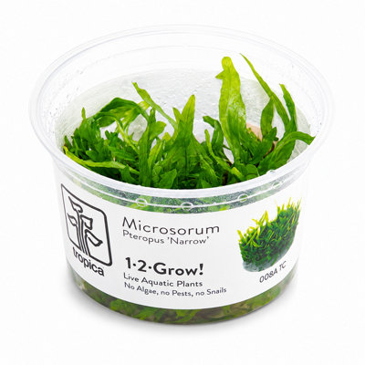1-2-Grow Microsorum pteropus Narrow Java Fern Tissue Culture Aquarium Plant