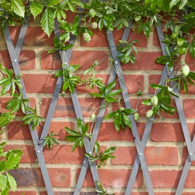 1.8m x 0.9m Heavy Duty Plant Support Wooden Expanding Trellis for Climbing Plants Garden Decoration